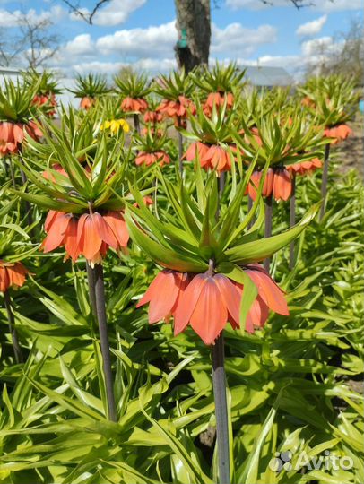 Рябчик императорский оранжевый,казацкий можжевель