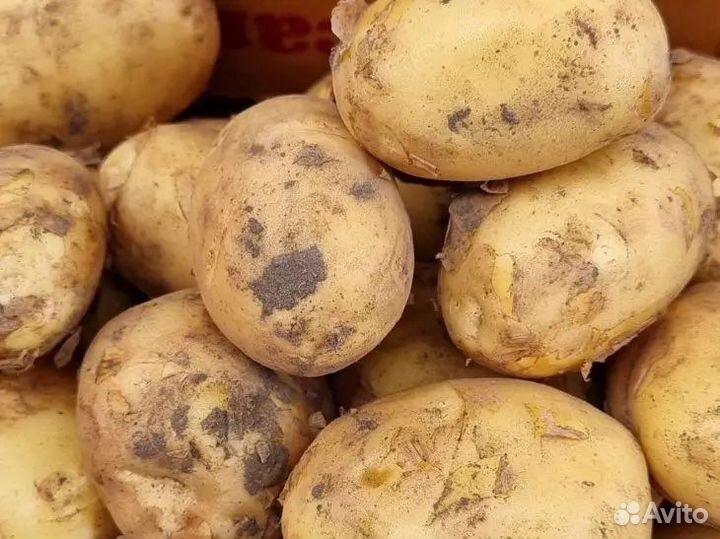 Продам крупный картофель