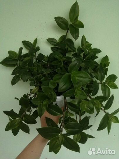 Хлорофитум, традесканция