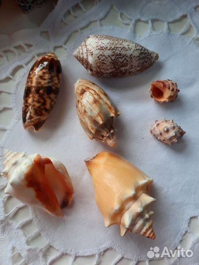 Морские ракушки раковины