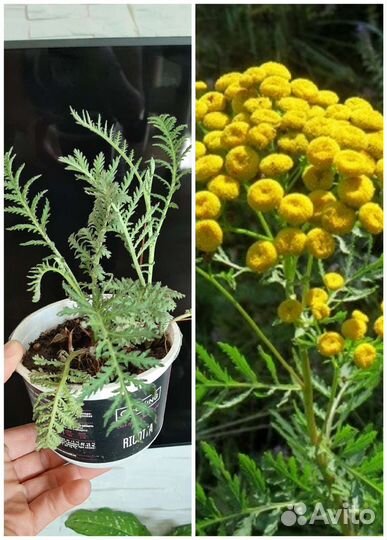 Многолетники