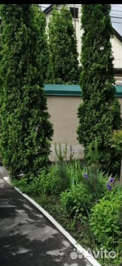 Продажа туя