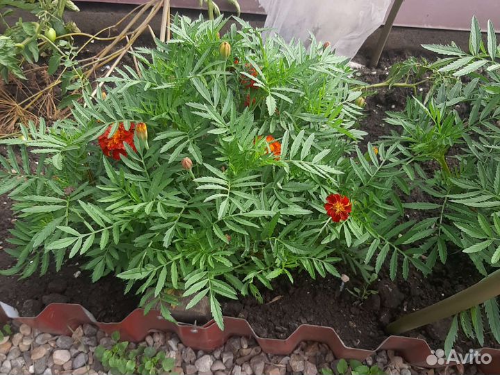 Рассада цветов астры, бархатцы