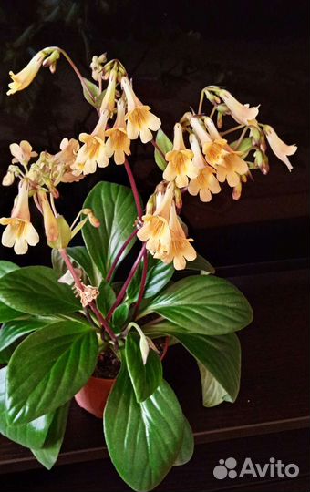 Хирита. Комнатные цветы