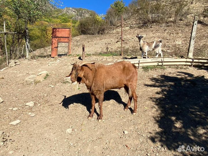 Нубийский козел