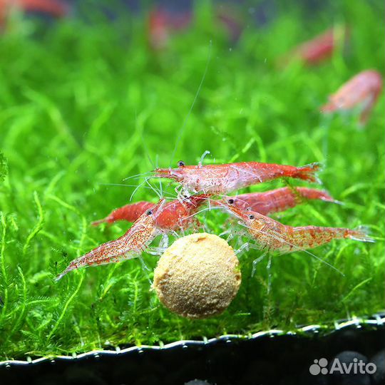 Креветки Вишня