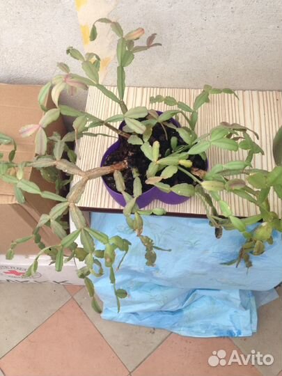 Рождественник (Декабрист)