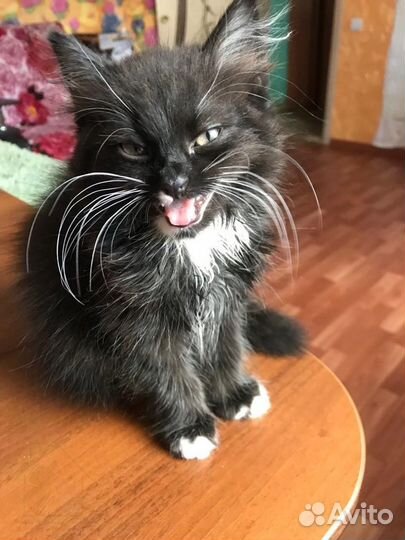 Маленькие черные котята с белыми усами 2 мес.в дар