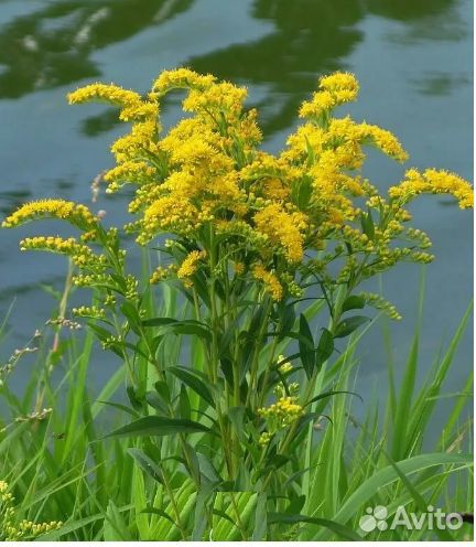 Золотарник (Pолотая розга, Солидаго )