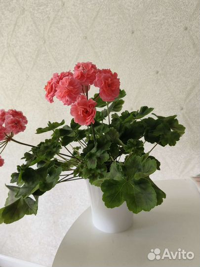 Пеларгония сортовая