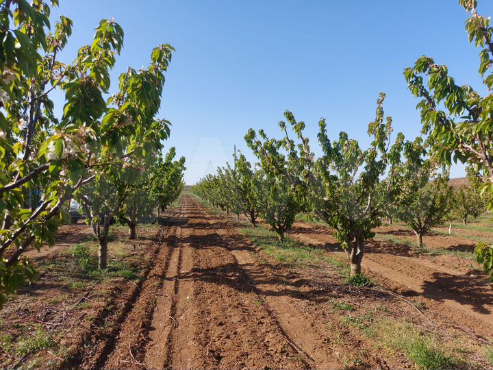 Участок 4 га (СНТ, ДНП)