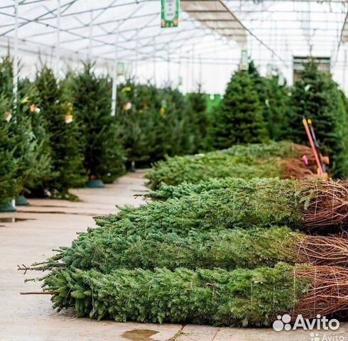 Ель новогодняя живая