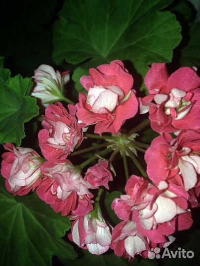 Пеларгония розебудная розовая и красная