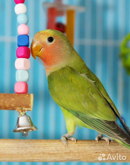 Лучшие попугаи неразлучники зеленые птенцы для Вас