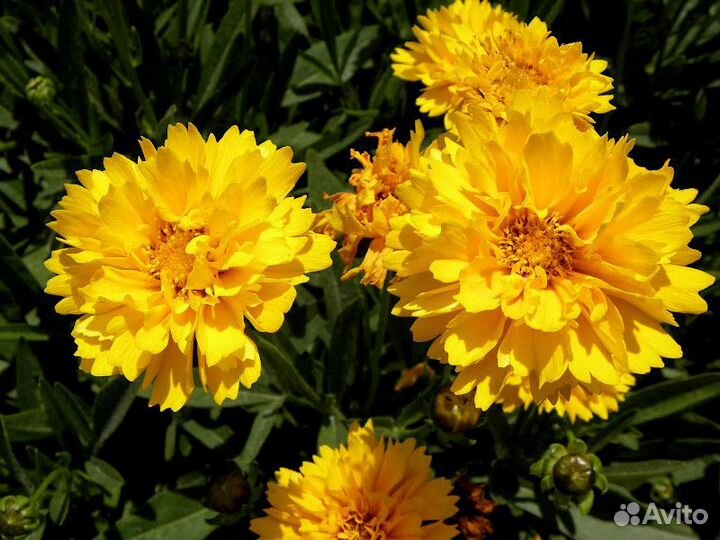 Многолетники