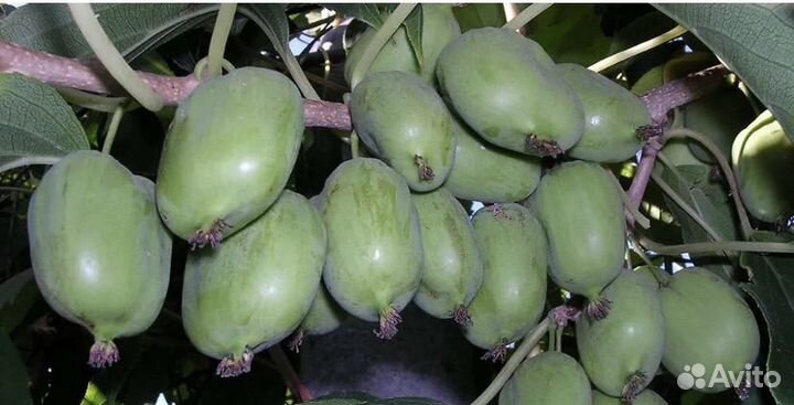 Актинидия Киевская