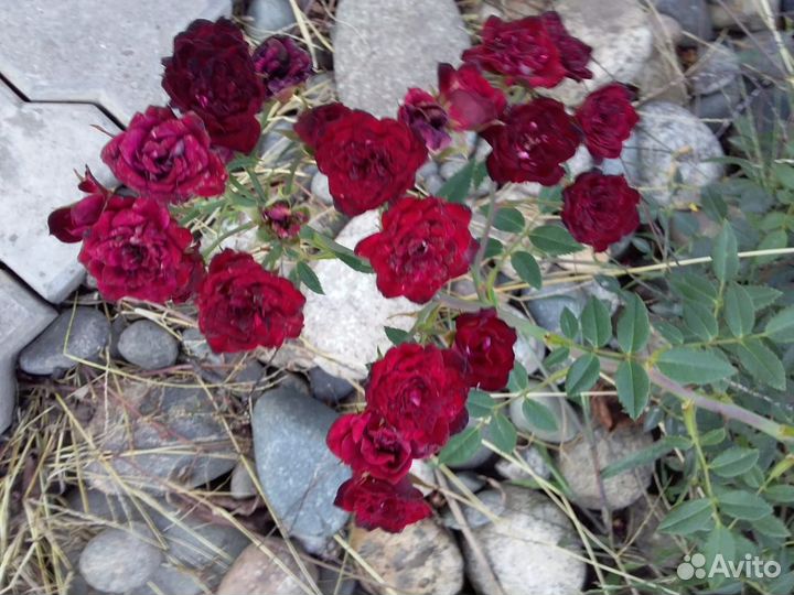 Роза почвопокровная