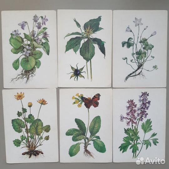 Ботанические иллюстрации винтаж