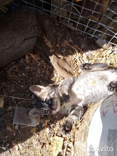 Котята в добрые руки бесплатно