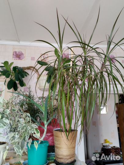 Пальма юкка, фикус бенджамина