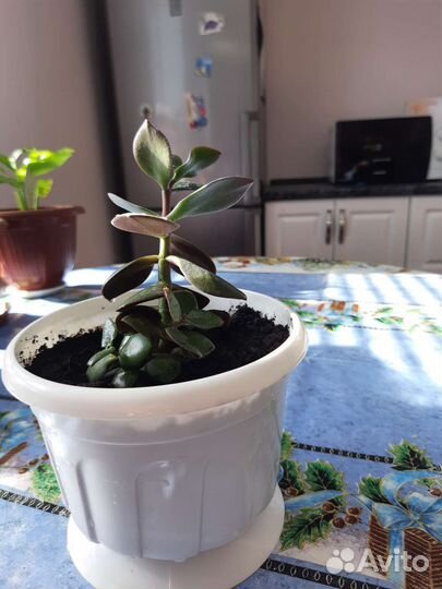 Спатифиллум, денежное дерево. Фиалка