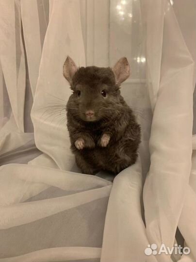 Продам шиншилл