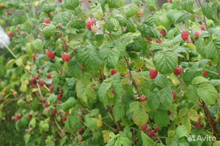 Саженцы малины