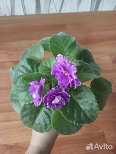 Фиалка ав-Махровая петуния