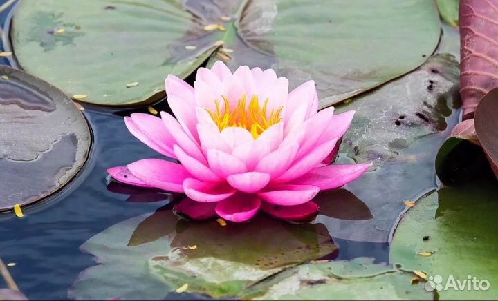 Водяная лилия нимфея