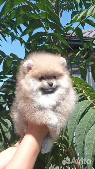 Померанский шпиц