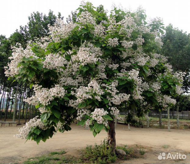 Саженцы катальпы