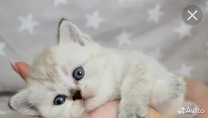 Шотландские котята