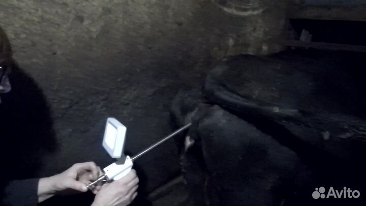 Осеменение коров