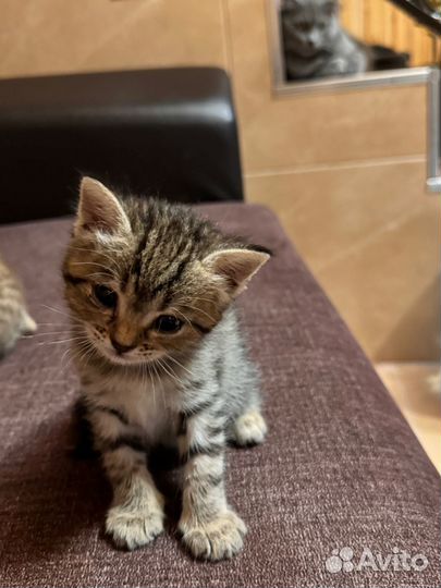 Отдам в добрые руки котят(девочки)