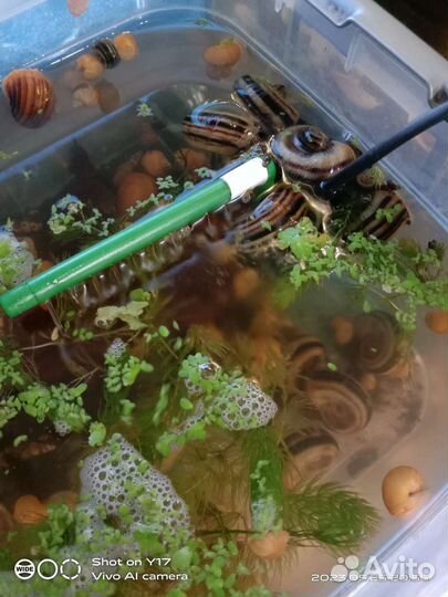 Аквариумные рыбки