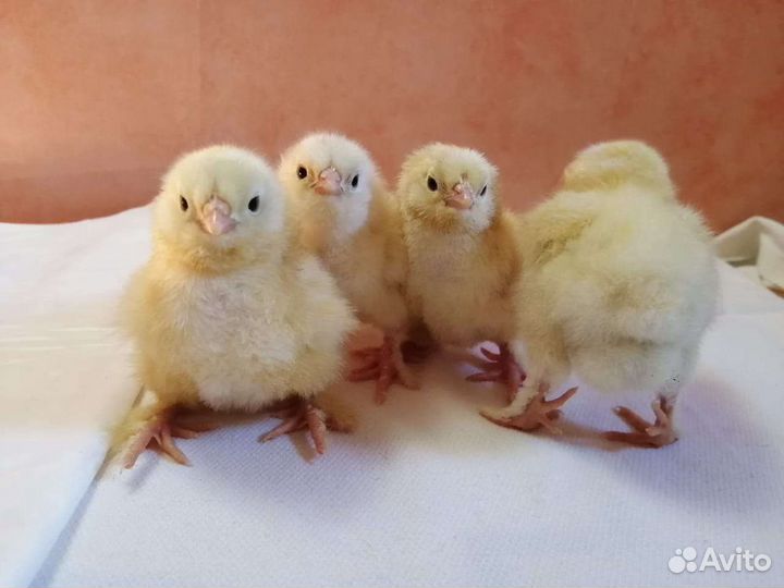 Мехеленская кук джерсийский гигант, маран,фавероль