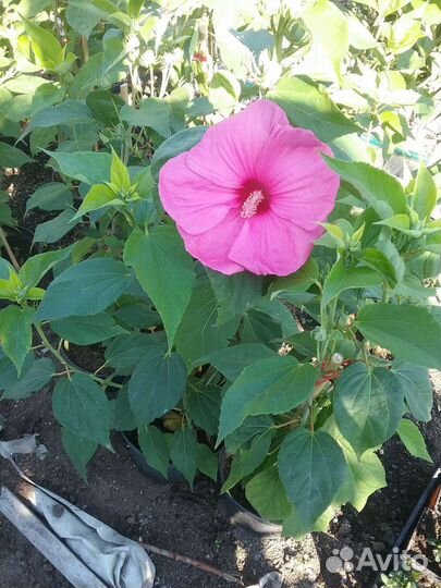 Гибискус гибридный травянистый уличный