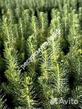 Зкс сосна сеянцы ель обыкновенная