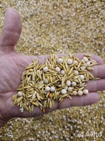 Продается овес с горохом