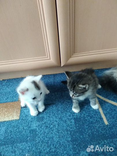 Отдадим котят в добрые руки, мальчик и девочка