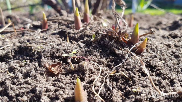 Ландыш садовый