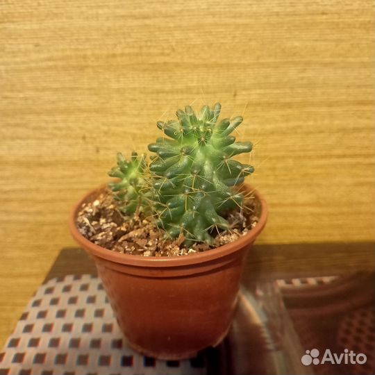 Кактус мамиллярия
