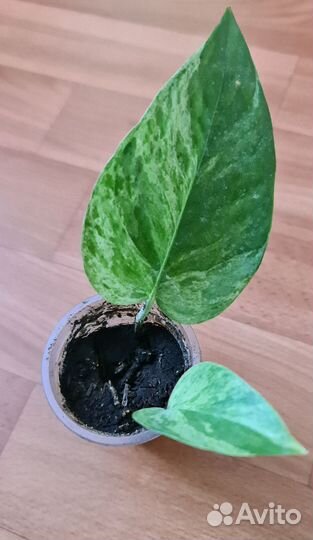 Сциндапсусы