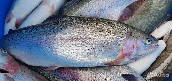 Форель карелия от 20 кг все размеры
