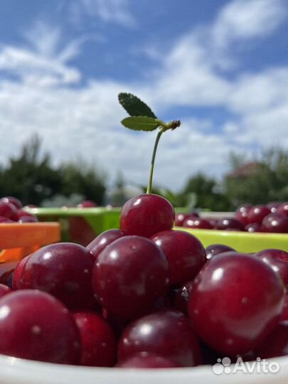 Вишня ягода
