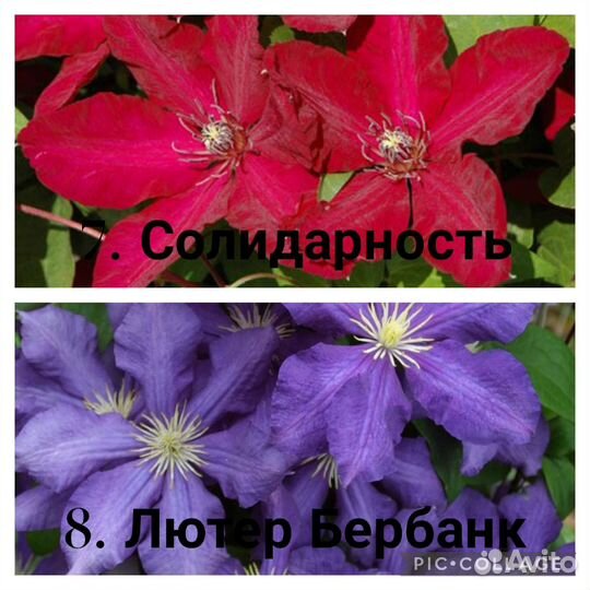 Клематис 1.5-2 года (цены и сорта в описании)