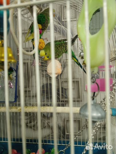 Волнистый попугай