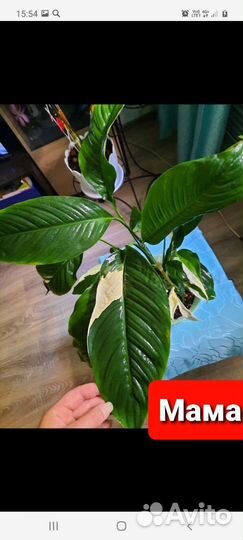 Спатифиллум пикассо