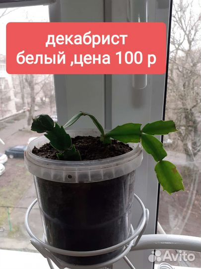 Много цветов