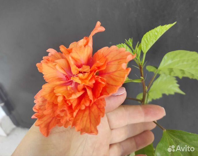 Гибискус китайская роза,сортовая